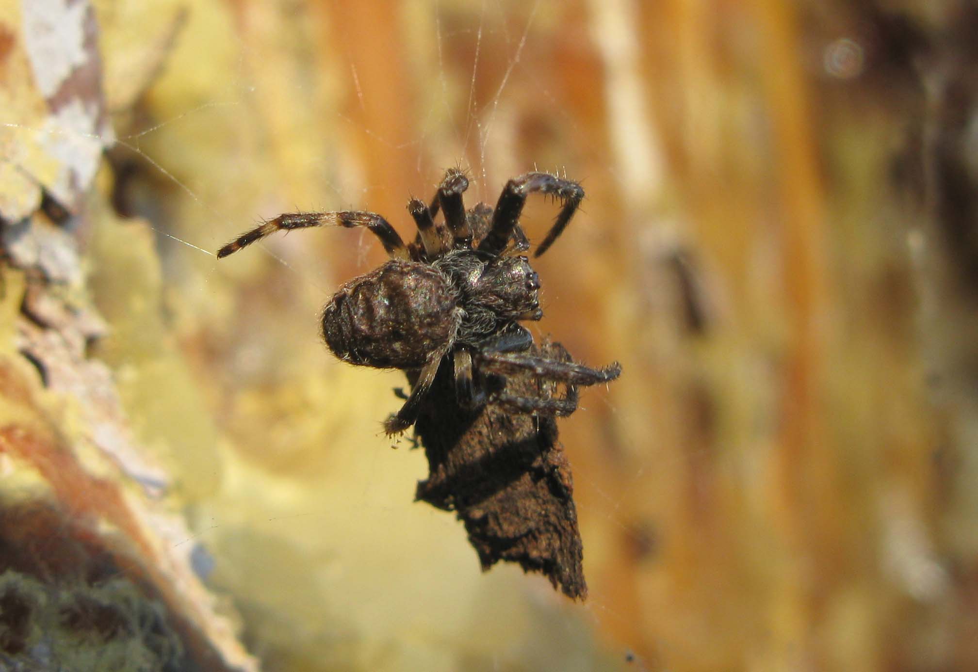 Nuctenea sp.